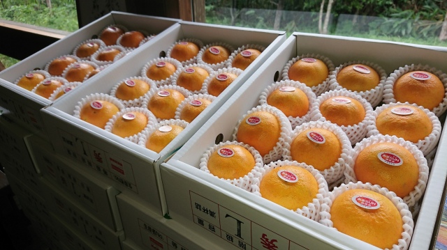 【先行予約】【12/10以降発送開始】あまSUN２kg 秀品ギフト箱入り(10～12玉)【送料込・同梱不可】