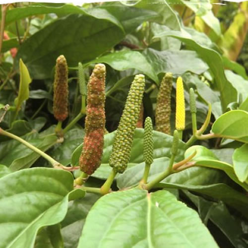 ピパーチ 沖縄の島胡椒 ロングペッパー100％島こしょう ヒハツモドキ