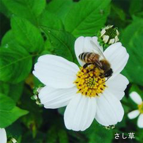 ギフト】はちみいちゃん＆木製スプーンのギフトセット｜箱ラッピング