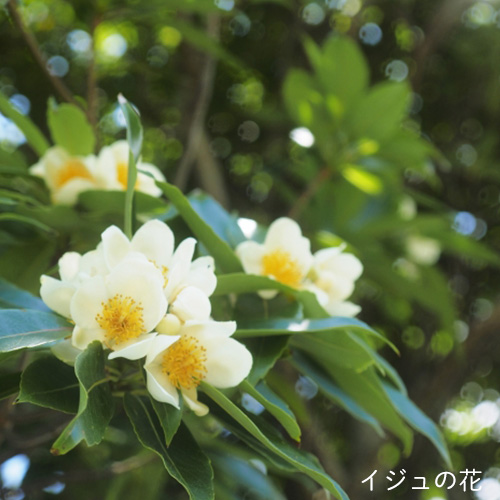 蜂蜜】はちみぃちゃんのはちみつ 沖縄で採れた非加熱・無添加の蜂蜜