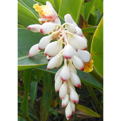 月桃 防菌 消臭