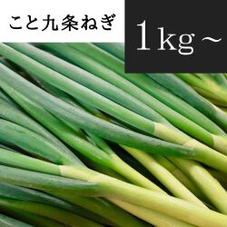 京都府産 こと九条ねぎ 1kg～ (根切り原体バラ)