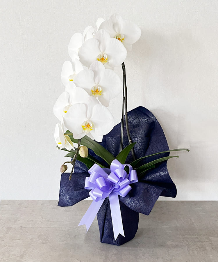 お悔み専用　白大輪胡蝶蘭　1本立ち