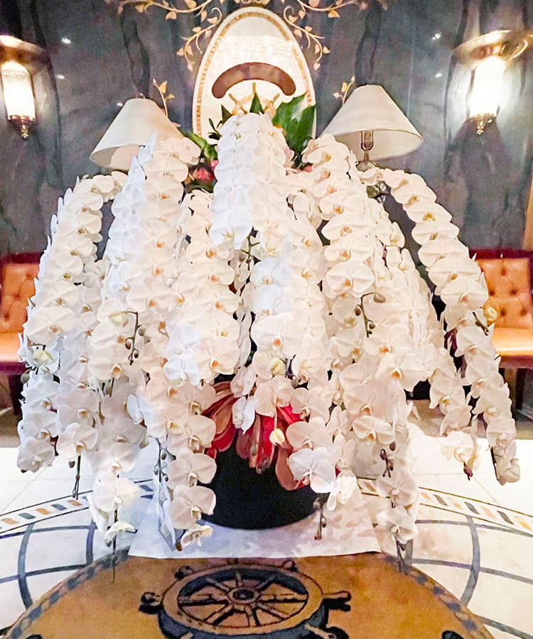 胡蝶蘭、生花　特注特大　8本立ち 8本立ちの胡蝶蘭の通販 | HitoHana（ひとはな）