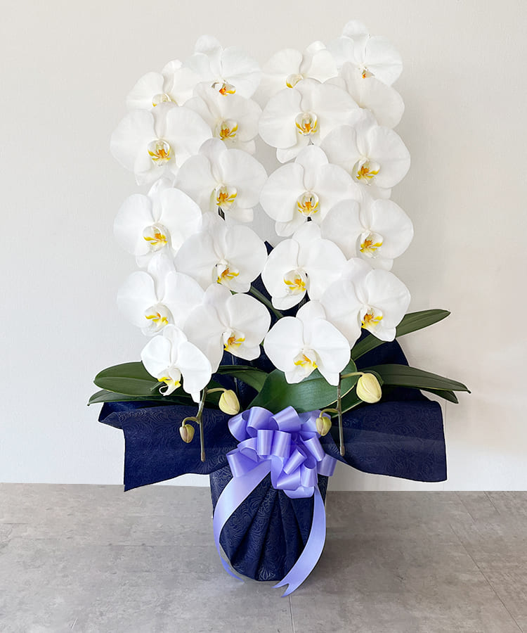 お悔み専用　白大輪胡蝶蘭　2本立ち　24輪程度