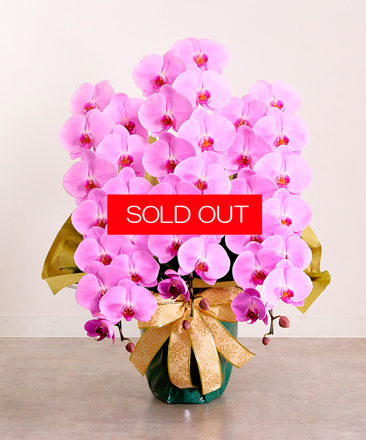 【SOLD OUT】グレイス3本立ち42輪程度
