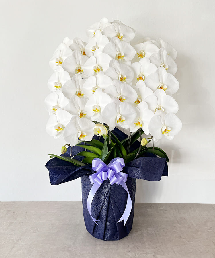 お供え専用】胡蝶蘭 白 3本立ち30輪程度 生花 ｜ 胡蝶蘭専門店 黒臼洋
