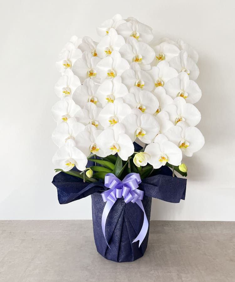 お悔み専用　白大輪胡蝶蘭　3本立ち　36輪程度