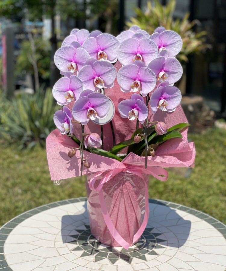 中輪胡蝶蘭 エンジェルピンク2本立ち お祝いギフトなら胡蝶蘭専門店 らんや