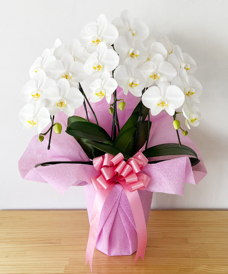 胡蝶蘭 中輪胡蝶蘭 あんず姫 3本立ち ｜ お祝いギフトなら胡蝶蘭専門店【らんや】