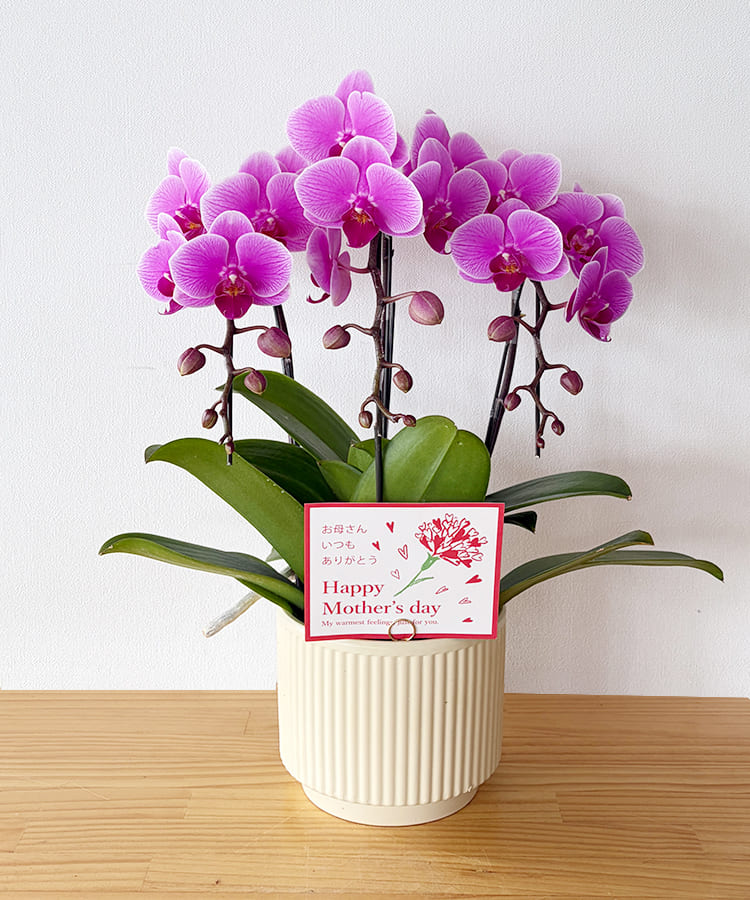 ミニ胡蝶蘭　紅もも　３本立ち
