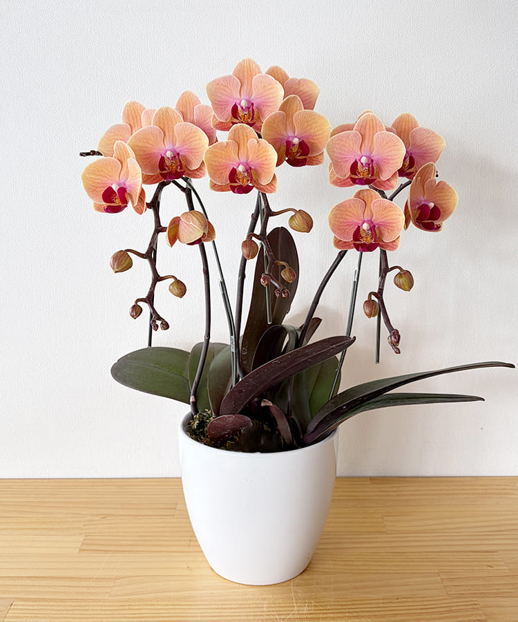 生花 ミニ胡蝶蘭 ブラッドオレンジ3本立 ｜ お祝いギフトなら胡蝶蘭