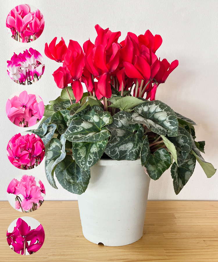 シクラメン　6号　メイン画像