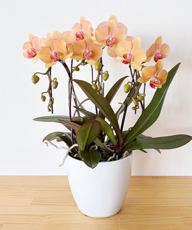 ミニ胡蝶蘭　はるか　３本立ち