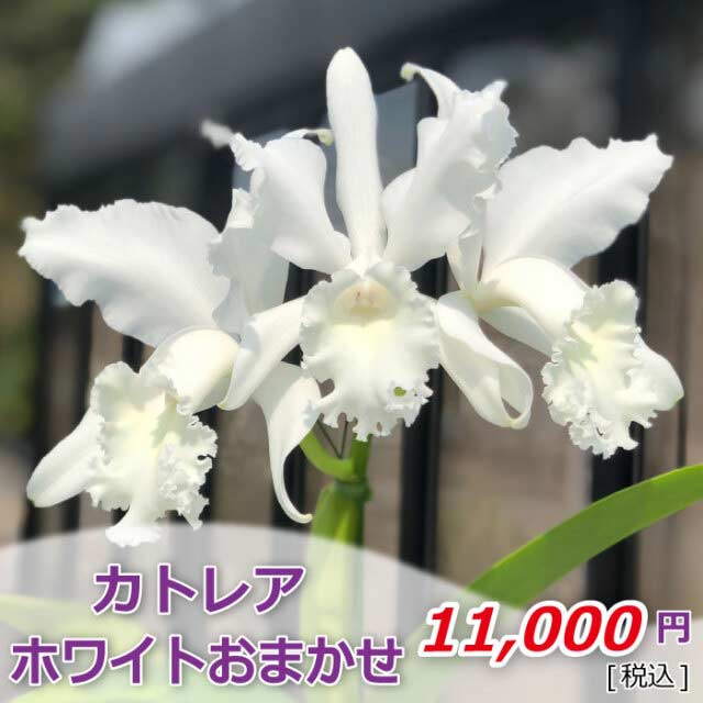 カトレアホワイト税込