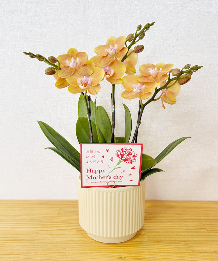 ミニ胡蝶蘭　杏花　３本立ち