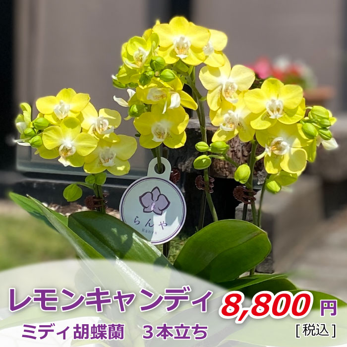 レモンキャンディ3本立ち 価格
