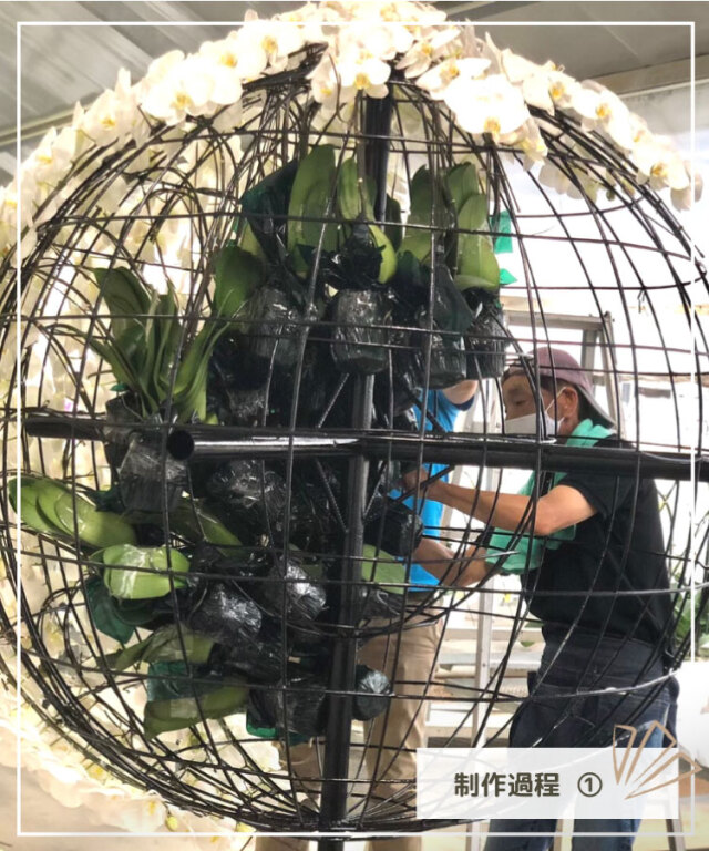 胡蝶蘭 特注 白 百玉 生花｜お祝いギフトなら胡蝶蘭専門店【らんや】