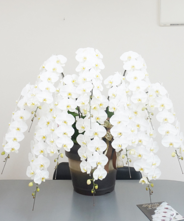 胡蝶蘭 特注 白 10本立ち 生花|胡蝶蘭の贈り物なら胡蝶蘭専門店【らんや】
