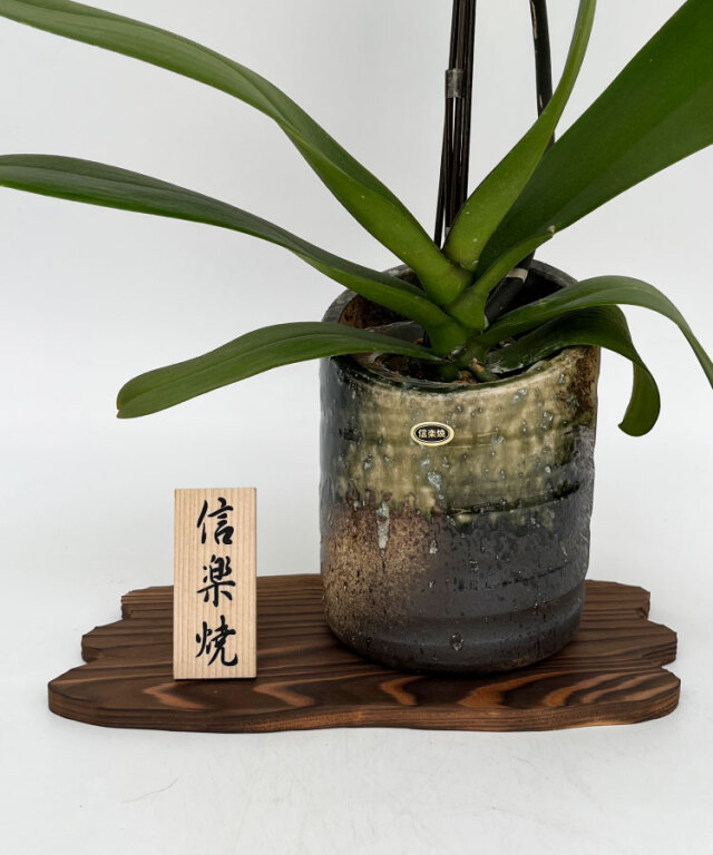 2023年1月　白大輪1本立ち　信楽焼き入り