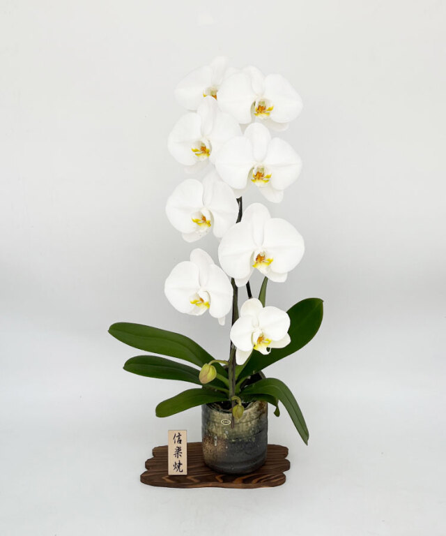 2023年１月　白大輪１本立ち　信楽焼入り