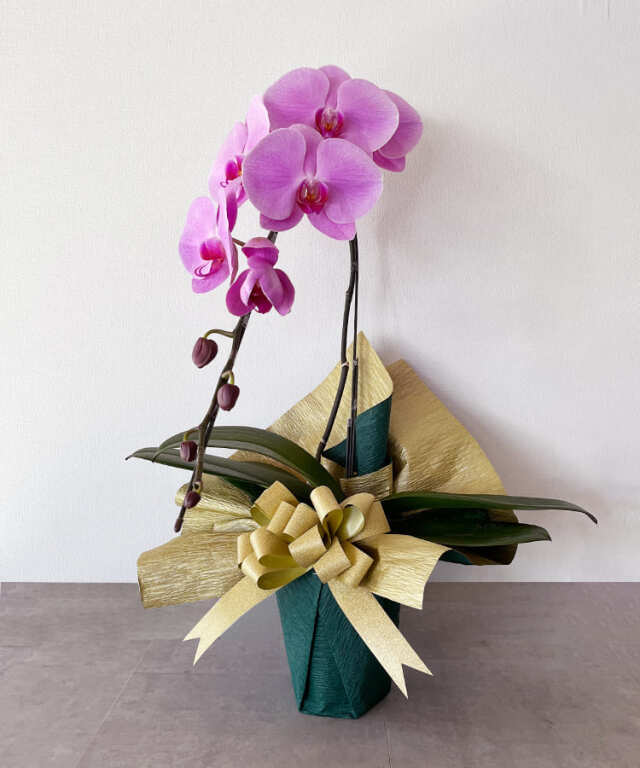 【つぼみ多め商品】大輪胡蝶蘭　グレイス　１本立ち　横