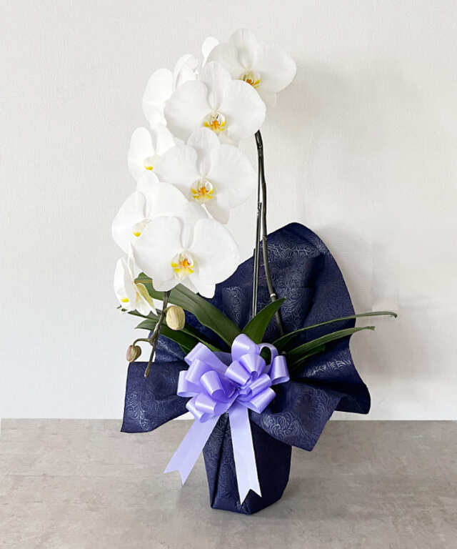 お悔み専用　白大輪胡蝶蘭　1本立ち