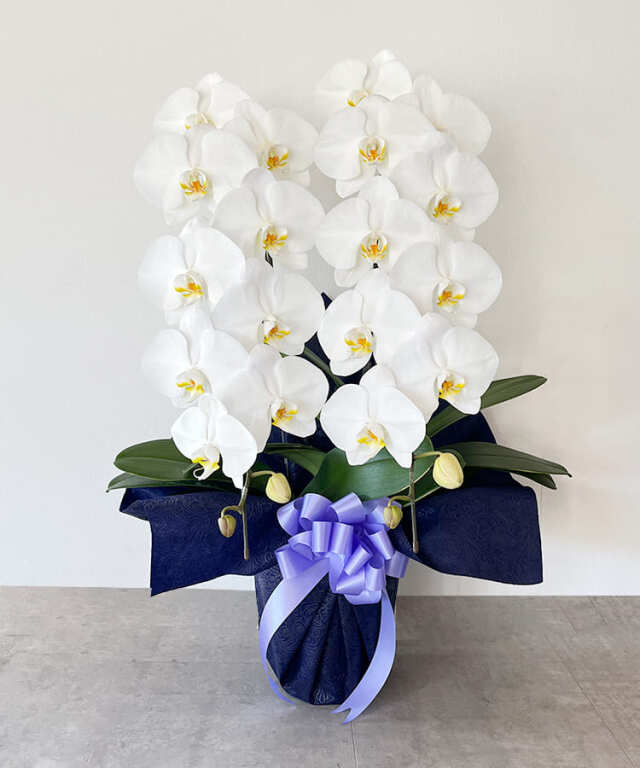 お供え専用】胡蝶蘭 白 2本立ち22輪程度 生花 ｜お祝いギフトなら胡蝶