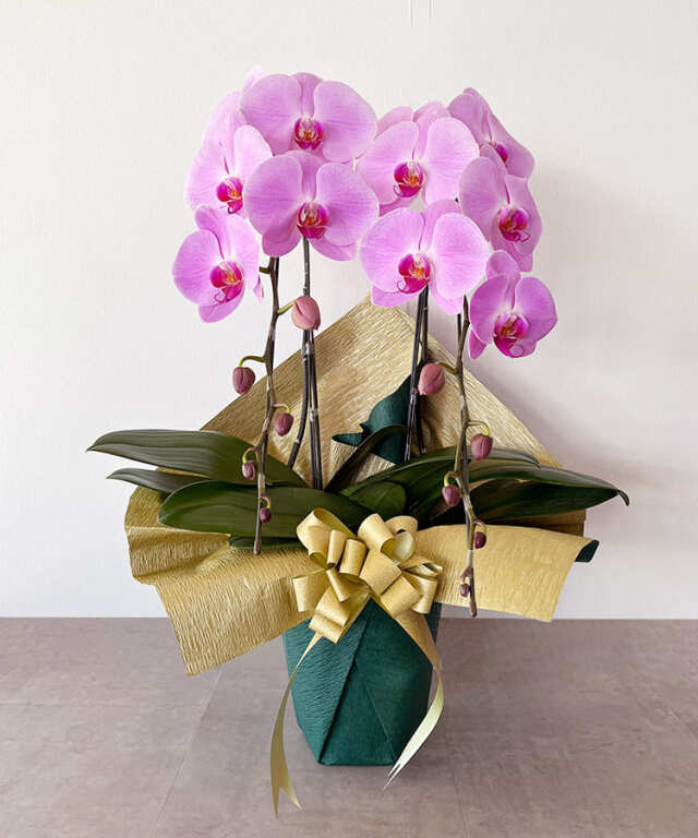 【つぼみ多め商品】大輪胡蝶蘭　グレイス　２本立ち22輪程度（つぼみ数含む）