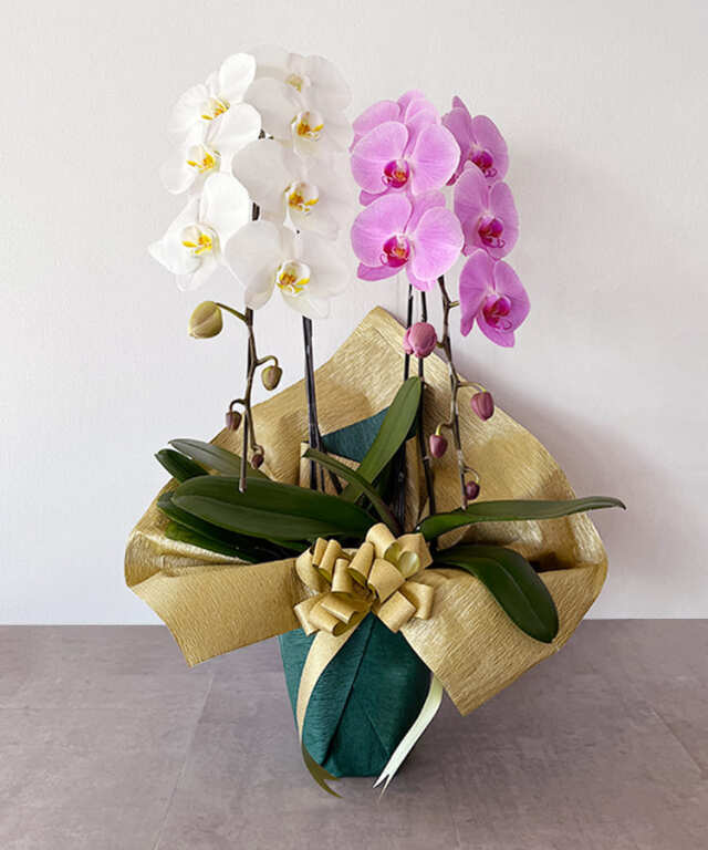 【つぼみ多め商品】大輪胡蝶蘭　MIX ２本立ち２２輪程度（つぼみ数含む）