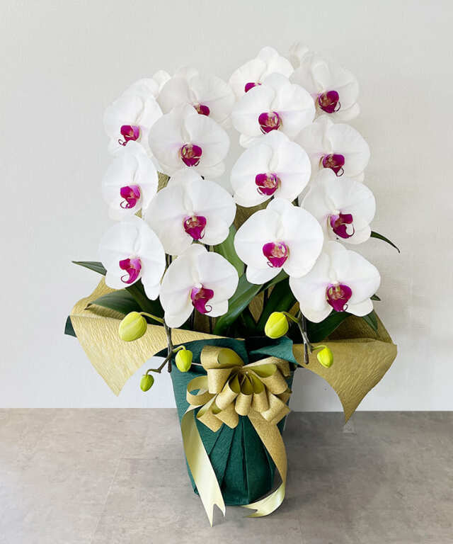 白赤大輪胡蝶蘭 2本立ち22輪