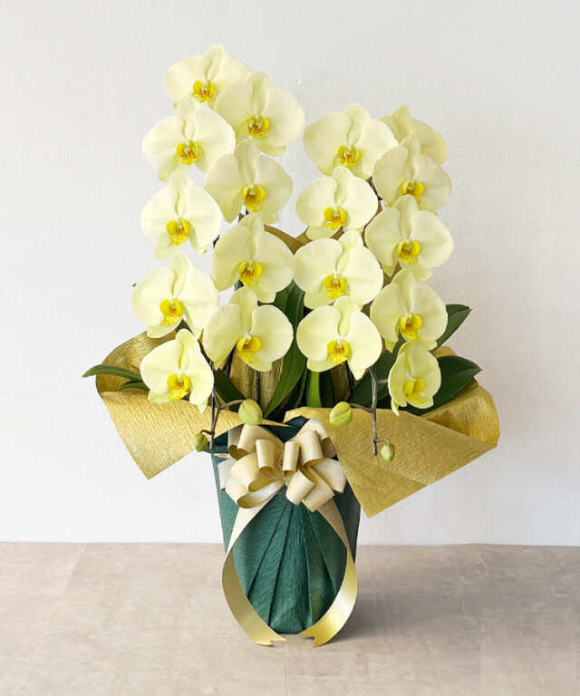 大輪黄色2本立ち 横