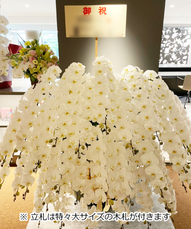 胡蝶蘭 特注 白 30本立ち 生花 |胡蝶蘭の贈り物なら胡蝶蘭専門店