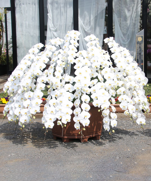 白い胡蝶蘭 生花 胡蝶蘭 特注 白 百玉 生花｜お祝いギフトなら胡蝶蘭専門店【らんや】