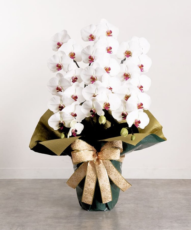 白赤大輪胡蝶蘭3本立ち30輪程度 つぼみ数含む お祝いギフトなら胡蝶蘭専門店 らんや