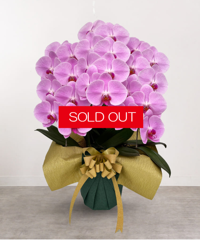 【SOLD OUT】ピンク大輪胡蝶蘭　３本立ち24～27輪程度