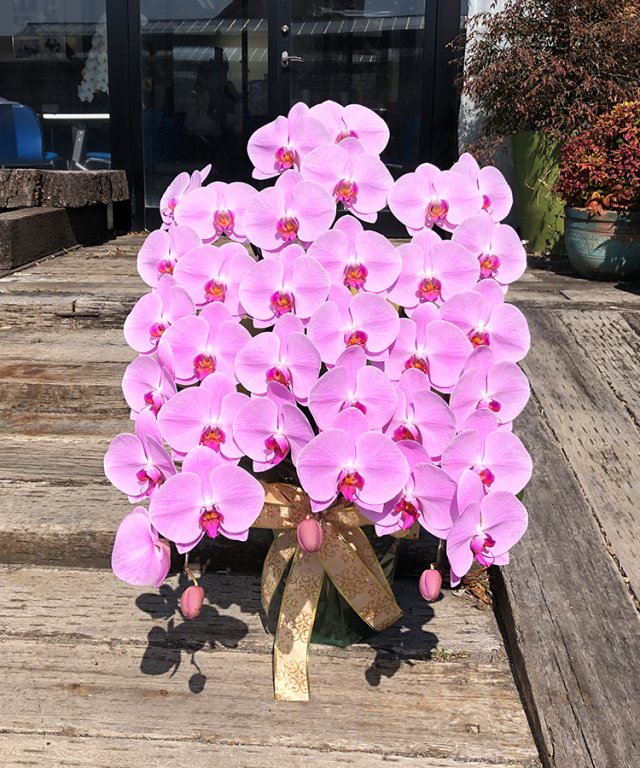 2023年1月　グレイス3本立ち36輪　外