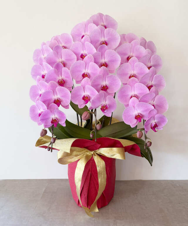 春節仕様】 ピンク大輪胡蝶蘭 グレイス3本立ち36輪程度（つぼみ数含む