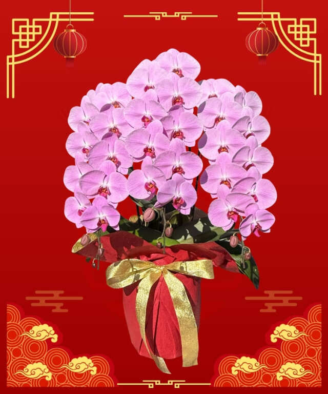 春節仕様】 ピンク大輪胡蝶蘭 グレイス3本立ち36輪程度（つぼみ数含む