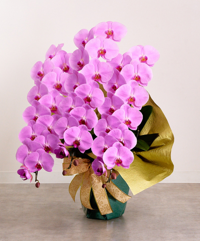 ピンク大輪グレイス　3本立ち42輪程度　横