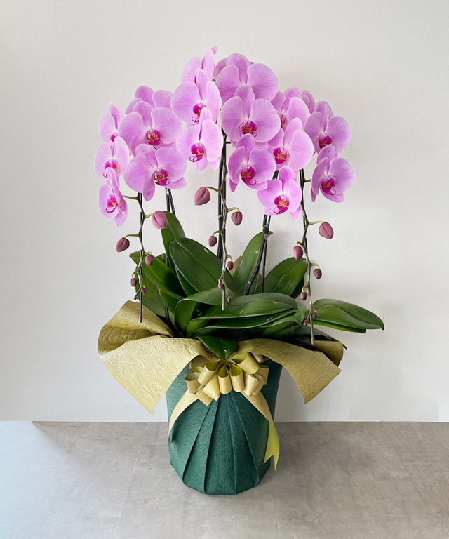 胡蝶蘭 ピンク 3本立ち30輪程度 生花｜お祝いギフトなら胡蝶蘭専門店