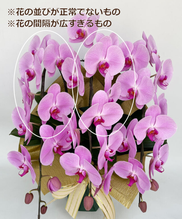 胡蝶蘭 アウトレット ピンク 3本立ち 生花｜お祝いギフトなら