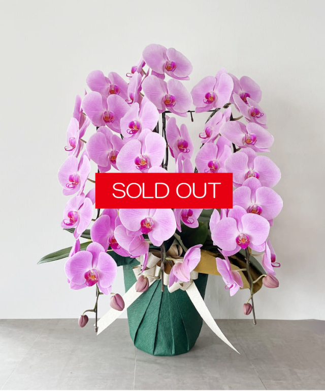【SOLD OUT】大輪ピンク3本立ち　アウトレット　