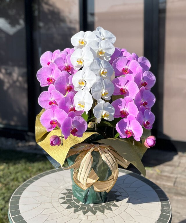 胡蝶蘭　生花 20240526_151145.jpg?v=1716705640