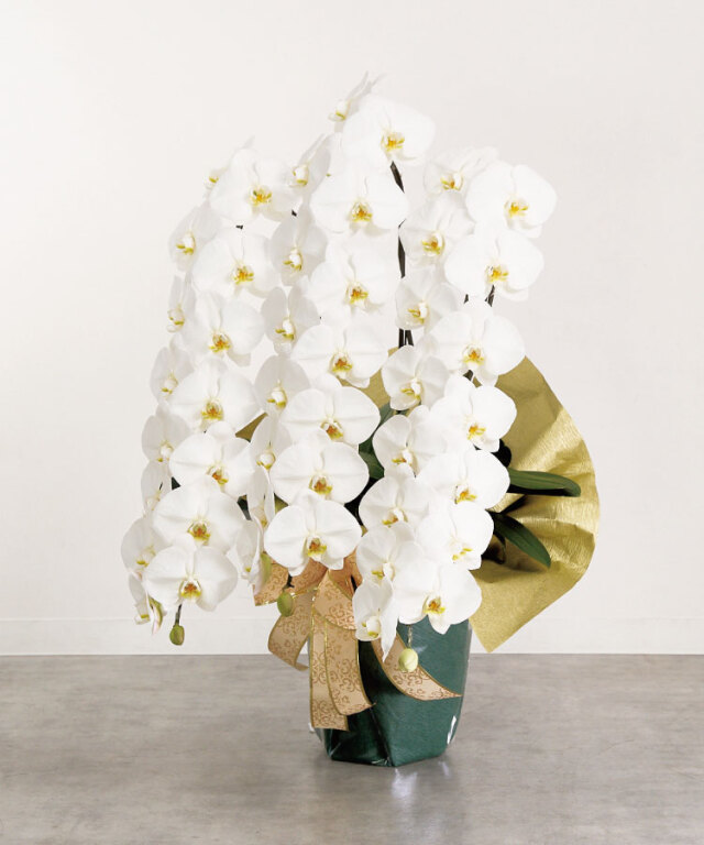 胡蝶蘭 白 3本立ち45輪程度 生花｜お祝いギフトなら胡蝶蘭専門店【らんや】