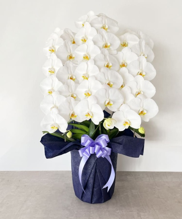 お悔み専用　白大輪胡蝶蘭　3本立ち　36輪程度