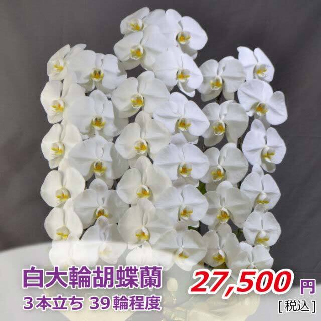白大輪胡蝶蘭3本立ち39輪程度 つぼみ含む 胡蝶蘭専門店 黒臼洋蘭園直売 らんや