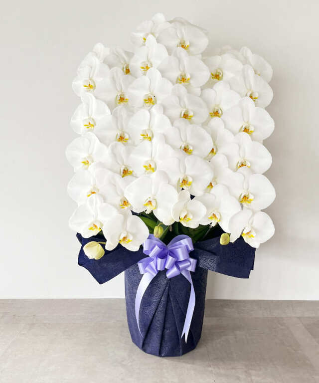 贈答花の定番 胡蝶蘭｜胡蝶蘭専門店 【らんや】｜黒臼洋蘭園通販