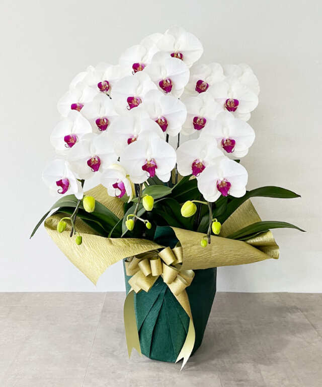 胡蝶蘭　生花 fuJyMye0nR7p5MtE9cgHw1KWHGFEG8