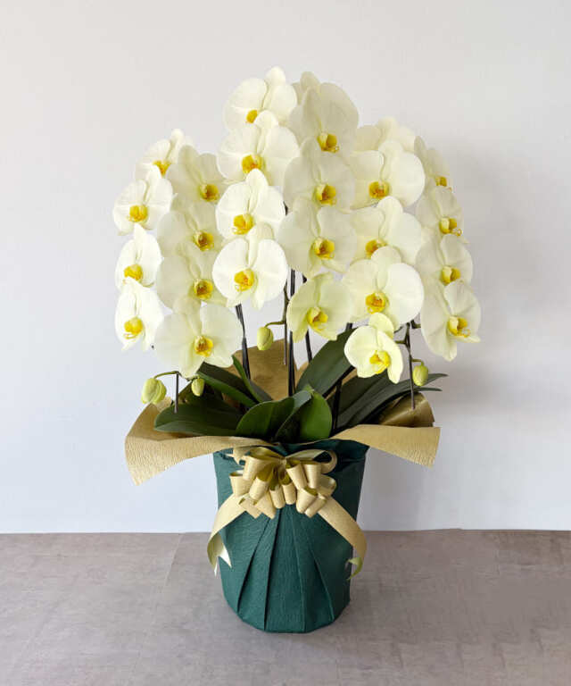 黄色大輪 3本立ち30輪程度